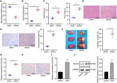 Upregulation of Extracellular Vesicles-Encapsulated miR-132 Released From Mesenchymal Stem Cells Attenuates Ischemic Neuronal Injury by Inhibiting Smad2/c-jun Pathway via Acvr2b Suppression